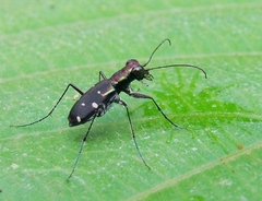Cylindera collicia