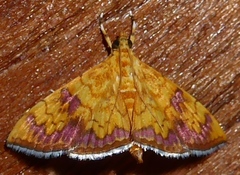Isocentris filalis