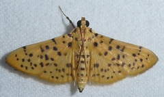 Conogethes punctiferalis