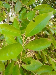 Styrax leprosus