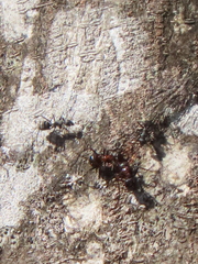 Atopomyrmex mocquerysi
