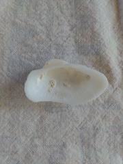 Lamarcka imbricata