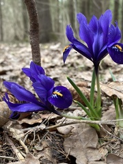 Iris reticulata