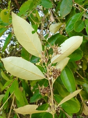 Styrax leprosus