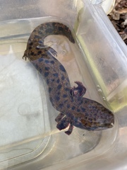 Necturus lewisi