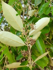 Styrax leprosus