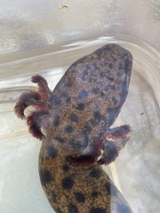 Necturus lewisi