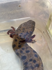 Necturus lewisi