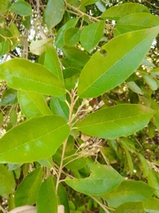 Styrax leprosus