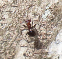 Atopomyrmex mocquerysi