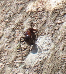 Atopomyrmex mocquerysi