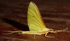 Potamanthus formosus