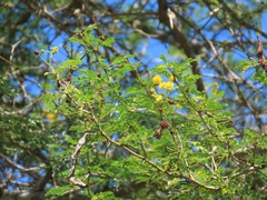 Vachellia kosiensis