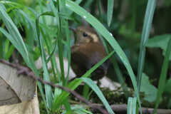 Troglodytes solstitialis