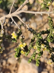 Thymelaea hirsuta