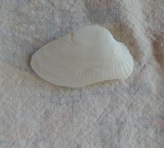 Lamarcka imbricata