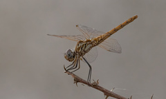 Trithemis