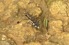 Lophyra striolata