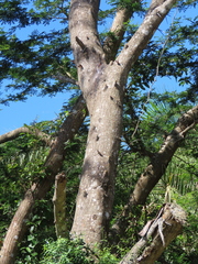 Vachellia kosiensis