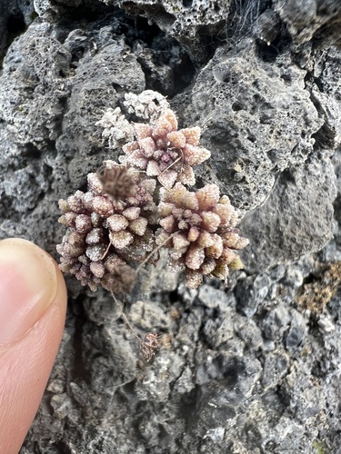 Monanthes muralis