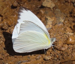 Appias epaphia contracta