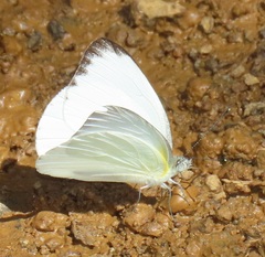 Appias epaphia contracta
