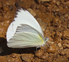 Appias epaphia contracta