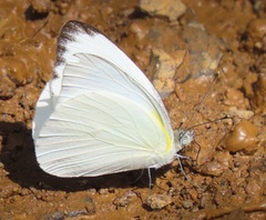 Appias epaphia contracta
