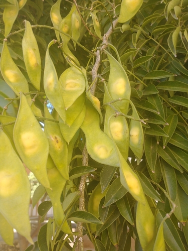 Mayan lilac (Lonchocarpus longistylus)