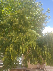 Lonchocarpus longistylus