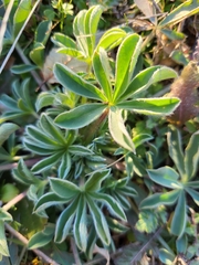 Lupinus gredensis