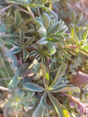 Lupinus gredensis
