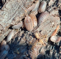 Trachelipus rathkii