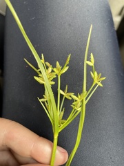 Cyperus lecontei