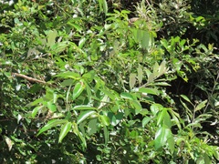 Sclerocroton integerrimus