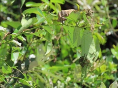 Sclerocroton integerrimus