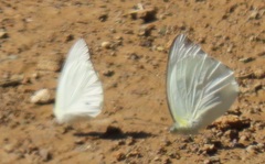 Appias epaphia contracta