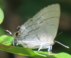 Hypolycaena philippus philippus