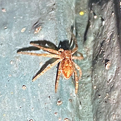Philodromus