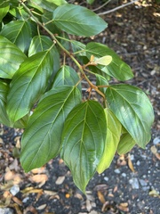 Colubrina arborescens