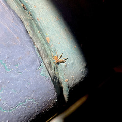 Philodromus