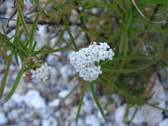 Stevia serrata