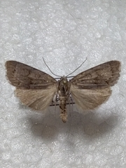 Bryonycta pineti