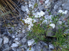 Stevia serrata