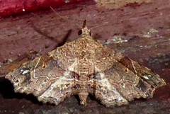 Hypenagonia