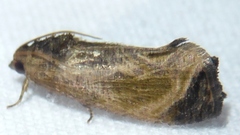 Cryptophlebia ombrodelta