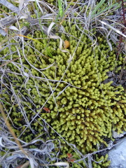 Tortella