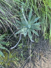 Dudleya lanceolata