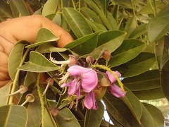 Lonchocarpus longistylus