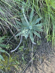 Dudleya lanceolata